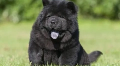 Psy z niebieskimi językami - chorobą lub funkcją?